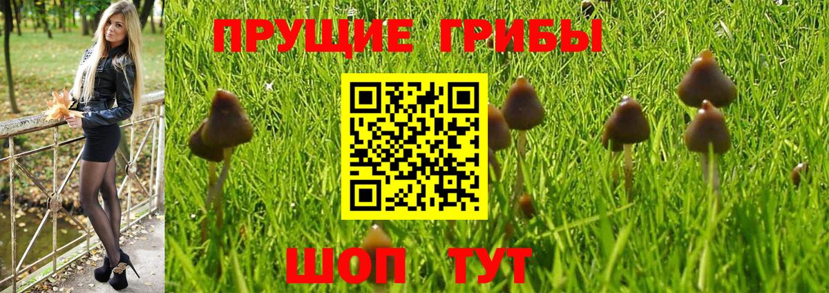 Псилоцибиновые грибы GOLDEN TEACHER  Вход с VPN  Назарово  Псилоцибиновые грибы GOLDEN TEACHER 